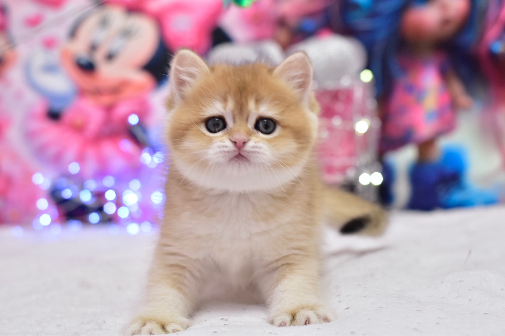 Золотая шиншилла, котёнок