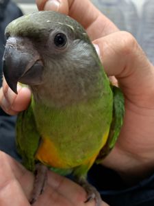 Сенегальский попугай мальчик ручной