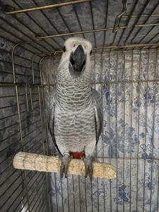 Малышня попугаев Жако Алохвостые