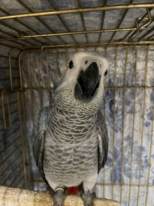 Малышня попугаев Жако Алохвостые