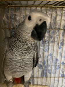 Малышня попугаев Жако Алохвостые