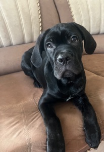 Продам цуценят породи Кане Корсо