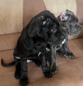 Продам цуценят породи Кане Корсо