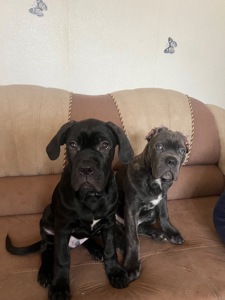 Продам цуценят породи Кане Корсо