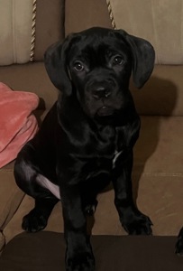 Продам цуценят породи Кане Корсо