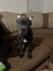 Продам цуценят породи Кане Корсо