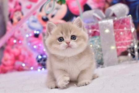 Золотая шиншилла, голубое золото ау 11