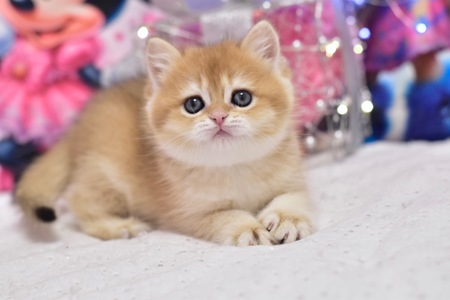 Золотая шиншилла, котёнок