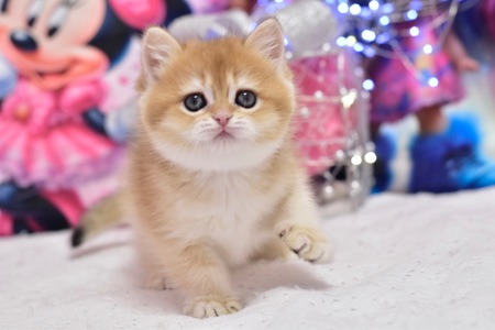 Золотая шиншилла, котёнок