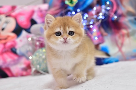 Золотая шиншилла, котёнок
