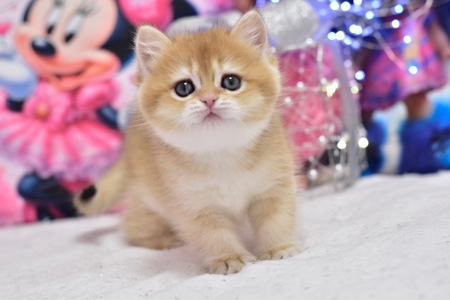 Золотая шиншилла, котёнок