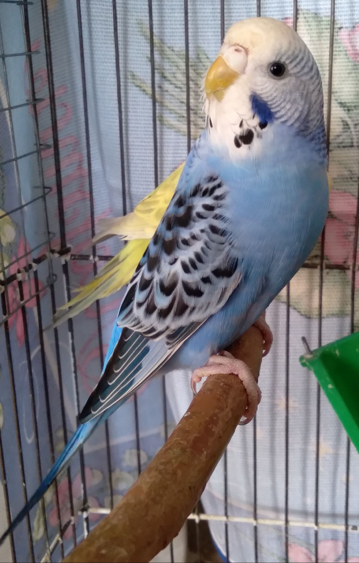 Молоденькие девочки волнистые попугайчики