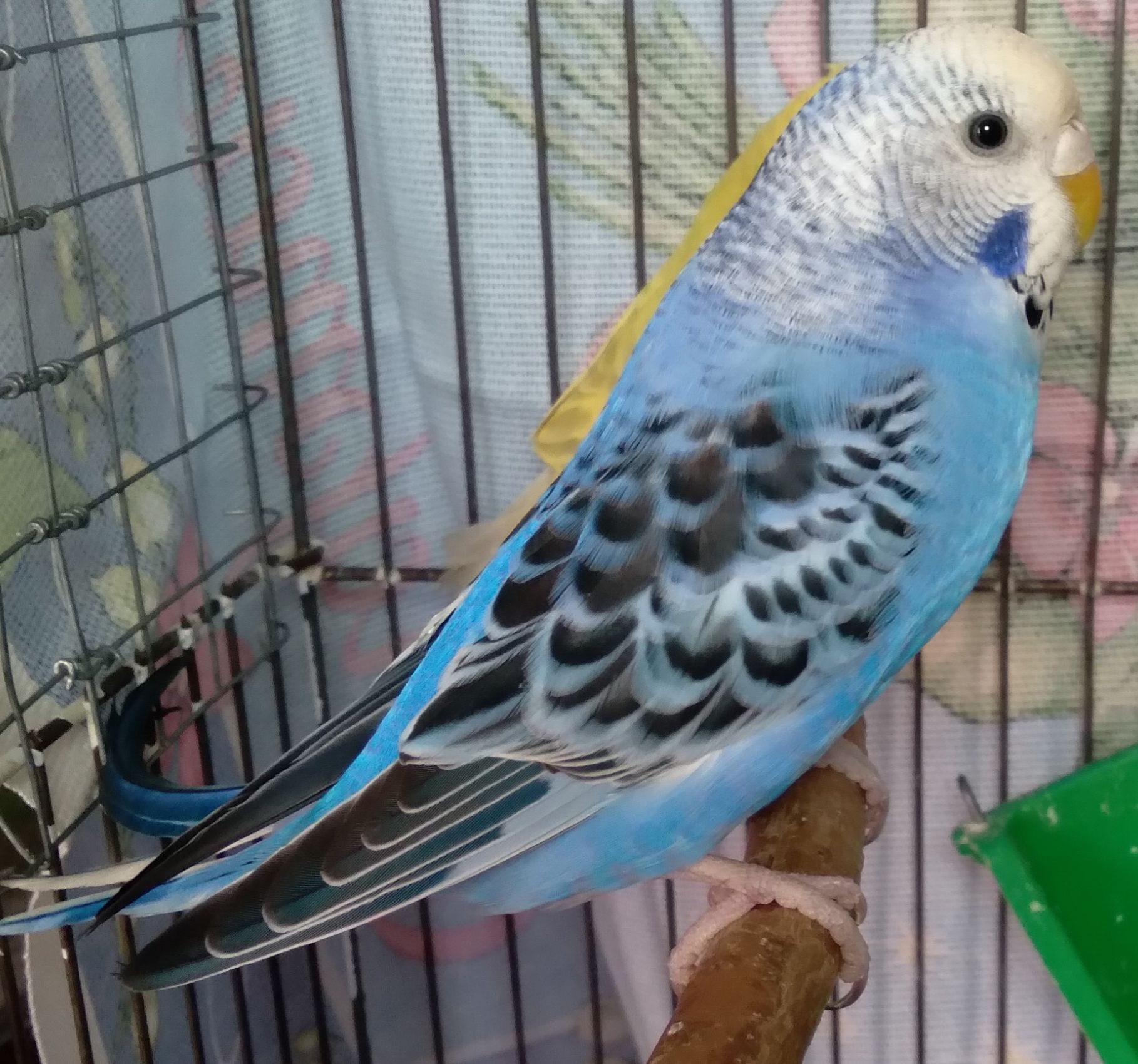 Молоденькие девочки волнистые попугайчики