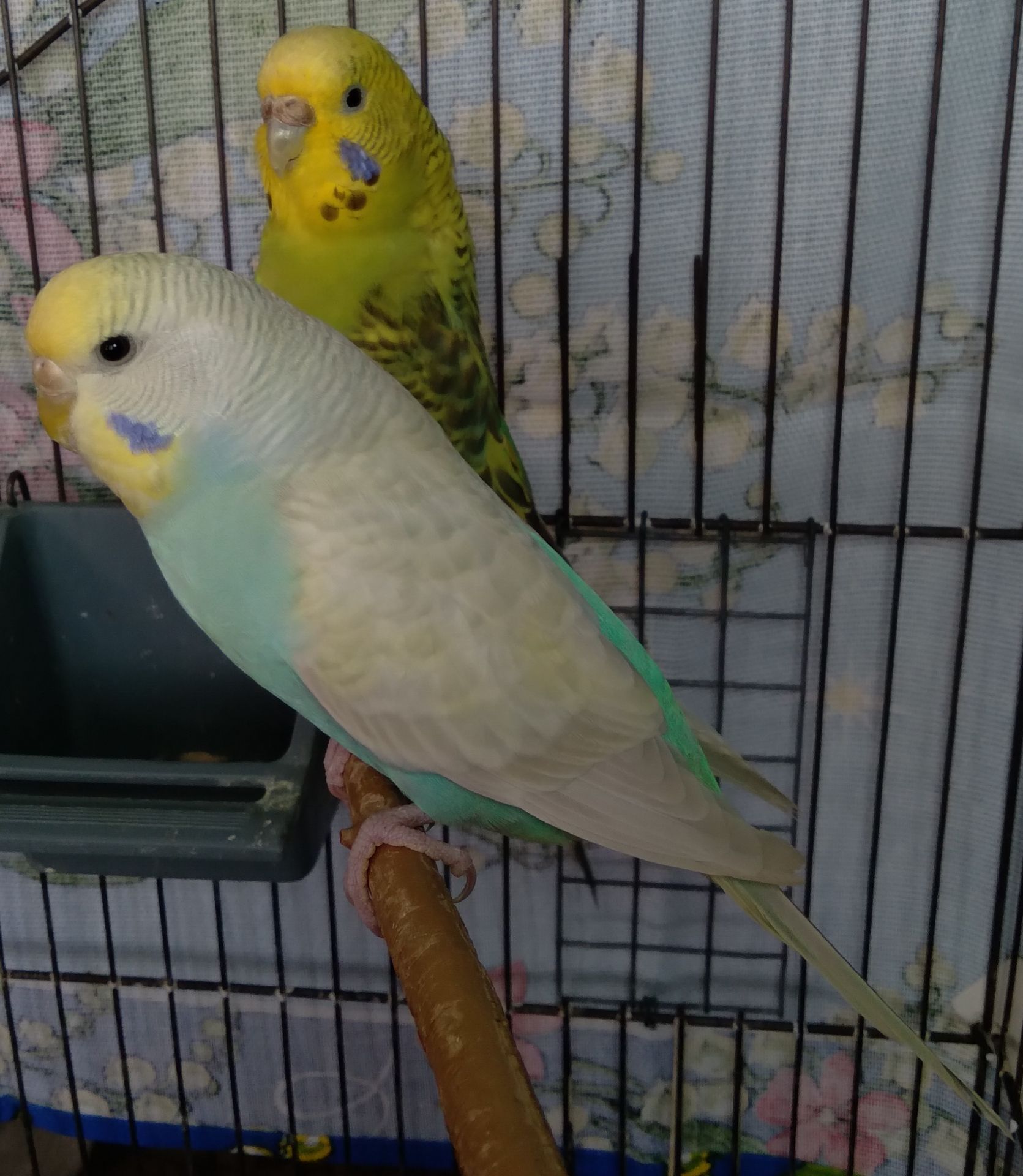 Молоденькие девочки волнистые попугайчики