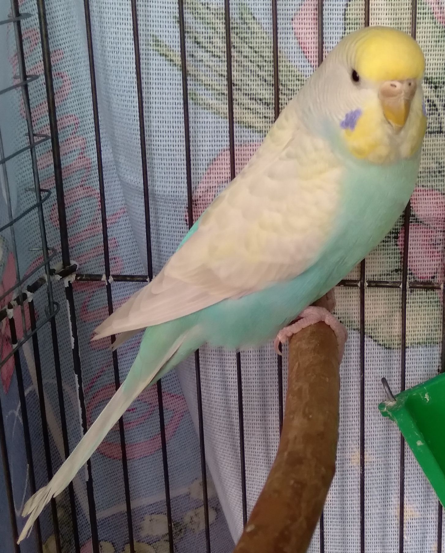 Молоденькие девочки волнистые попугайчики