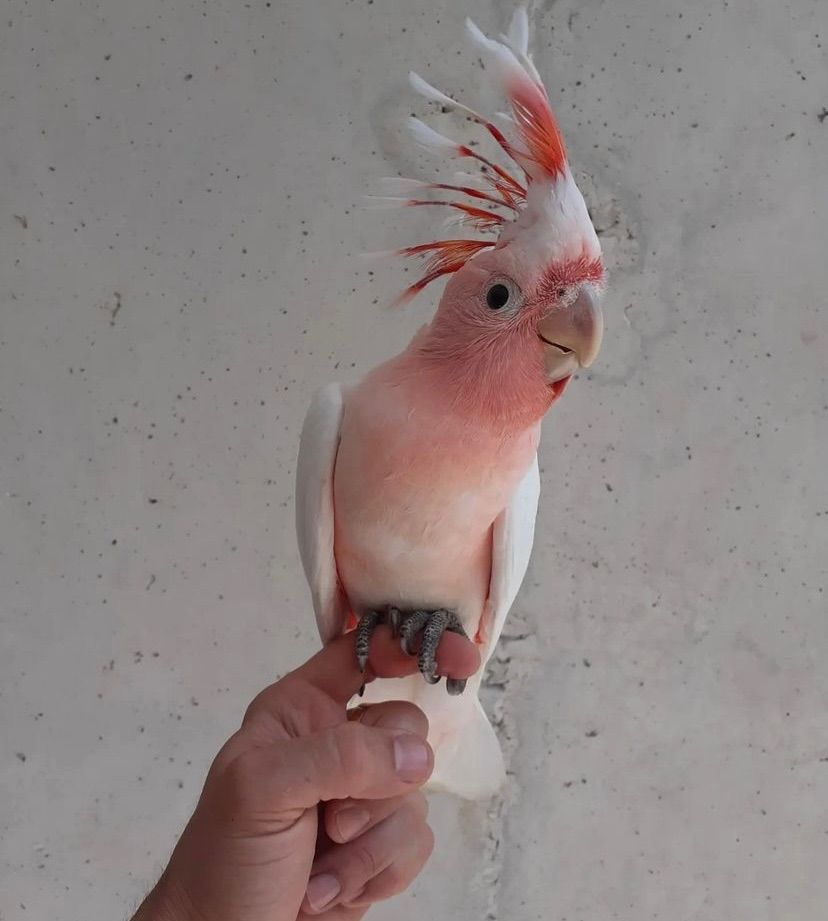 Какаду малыш ручной выкормыш