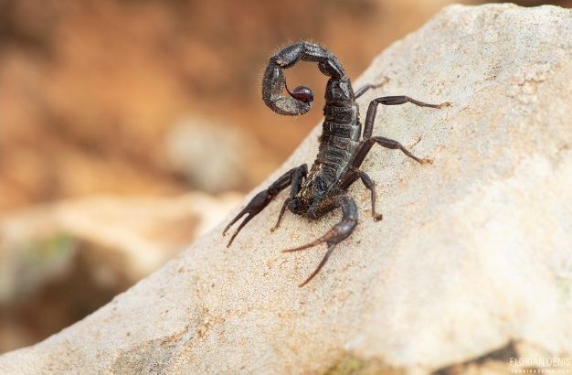 Скорпион Hottentotta gentili приобрести в Украине редкого домашнего скорпиона