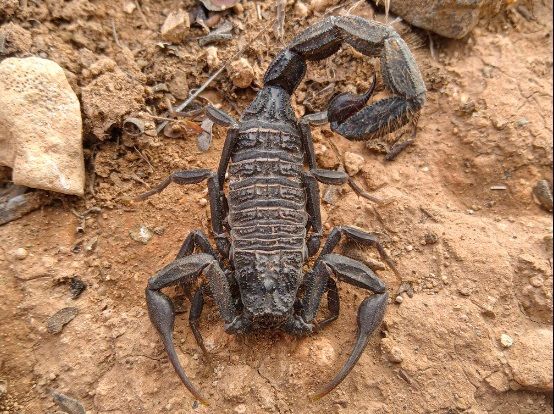 Скорпион Hottentotta gentili приобрести в Украине редкого домашнего скорпиона