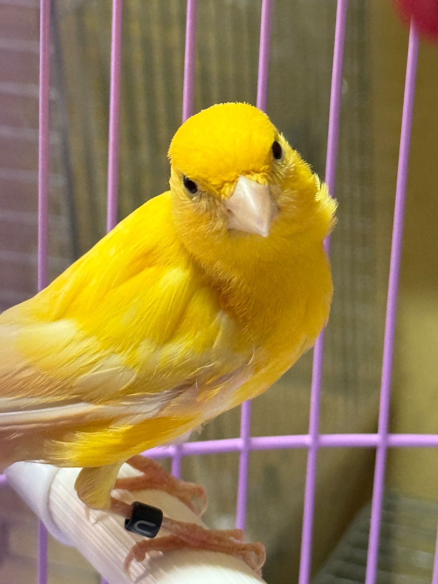 Співочі канарки на голосі, молоді та єнергійні