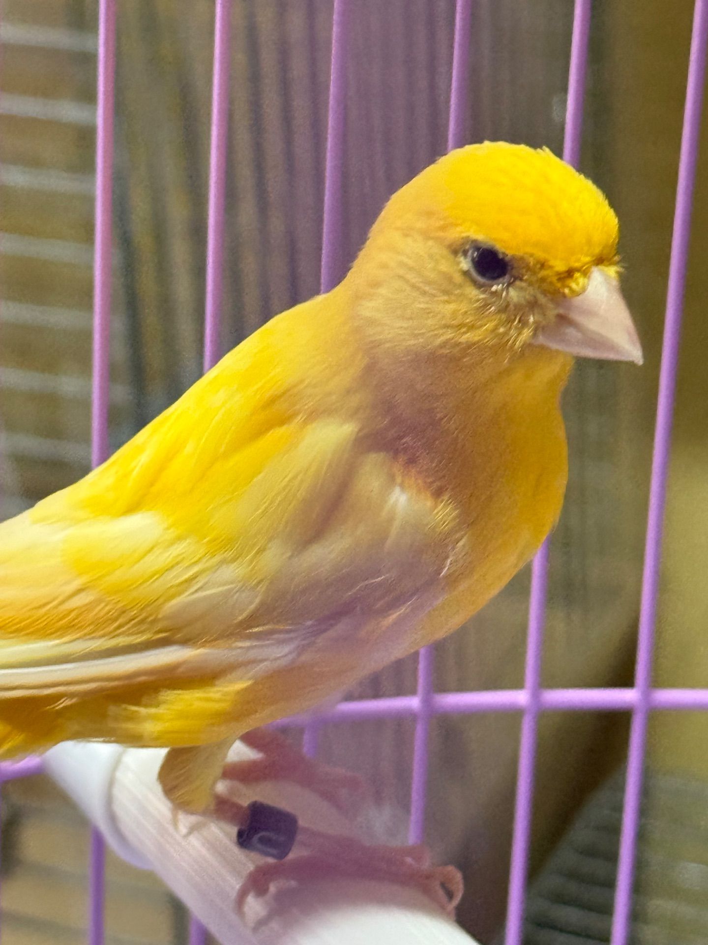 Співочі канарки на голосі, молоді та єнергійні