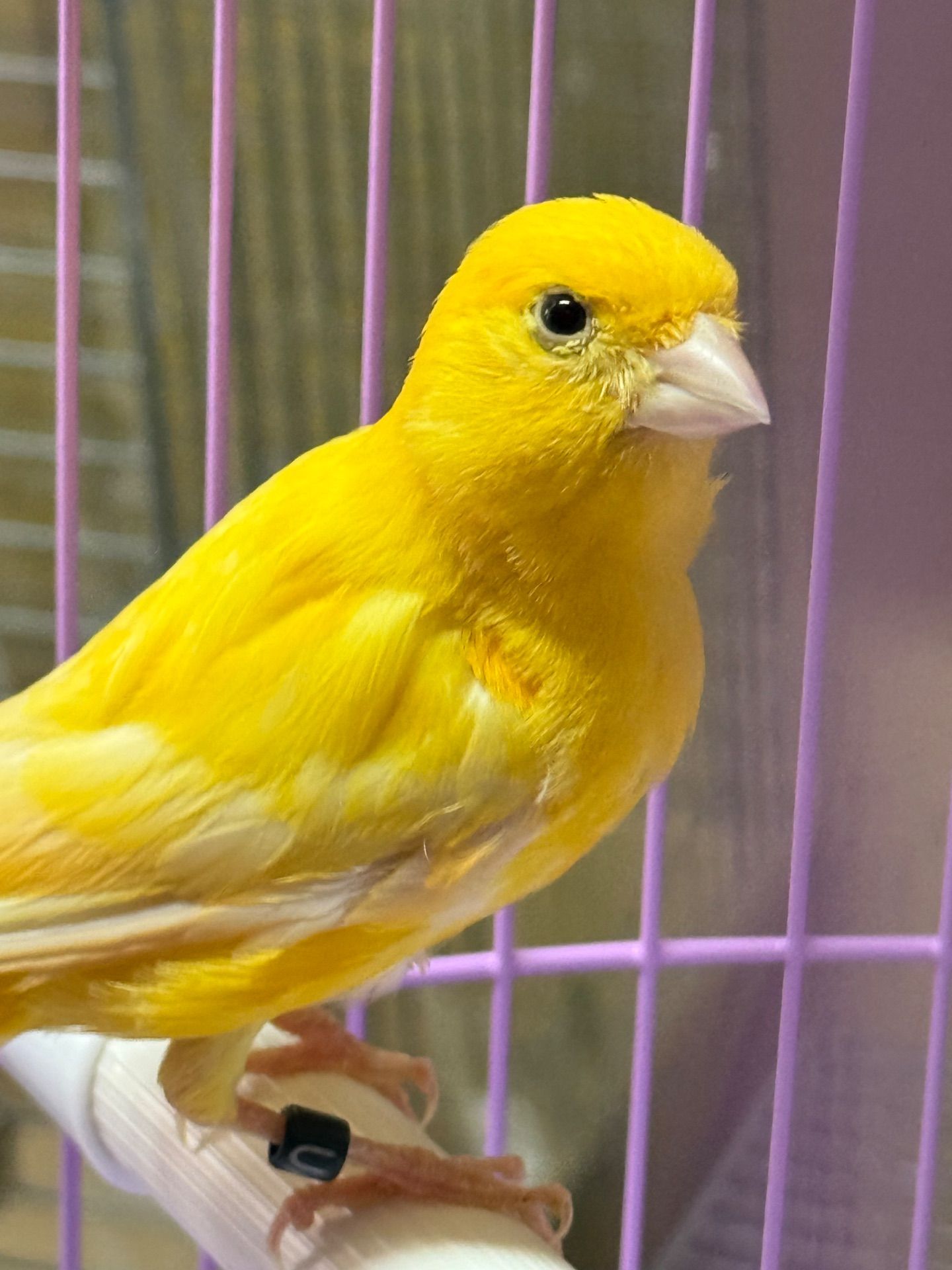 Співочі канарки на голосі, молоді та єнергійні