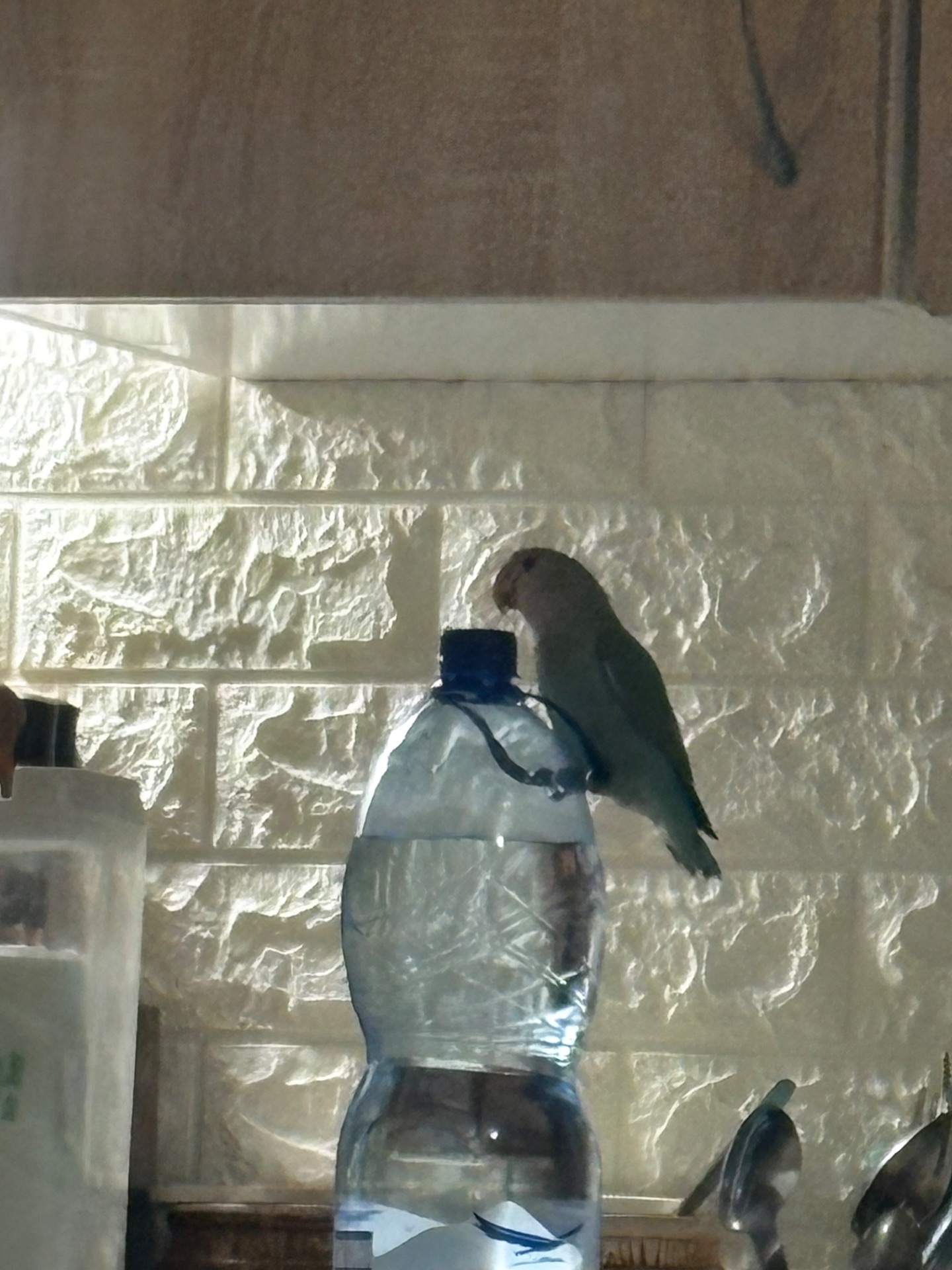 папугайчик