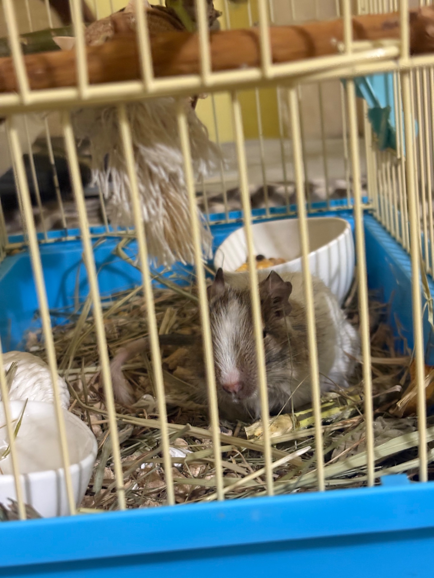 білочка дегу