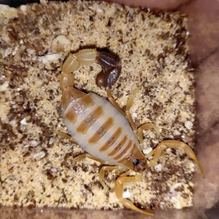 Скорпион Parabuthus liosoma приобрести в Украине редкого домашнего скорпиона