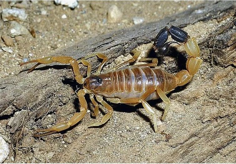 Скорпион Parabuthus liosoma приобрести в Украине редкого домашнего скорпиона