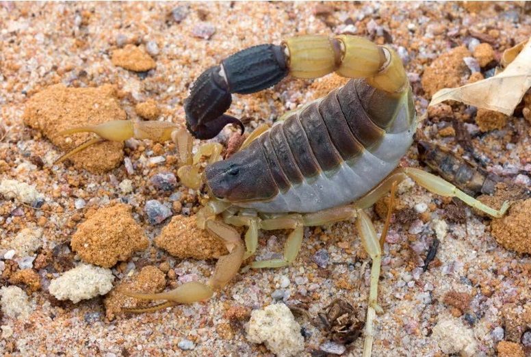 Скорпион Parabuthus liosoma приобрести в Украине редкого домашнего скорпиона