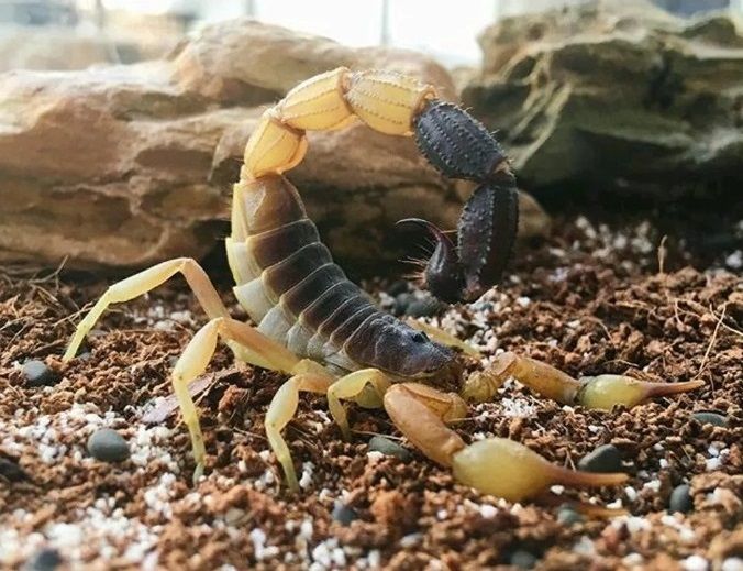 Скорпион Parabuthus liosoma приобрести в Украине редкого домашнего скорпиона