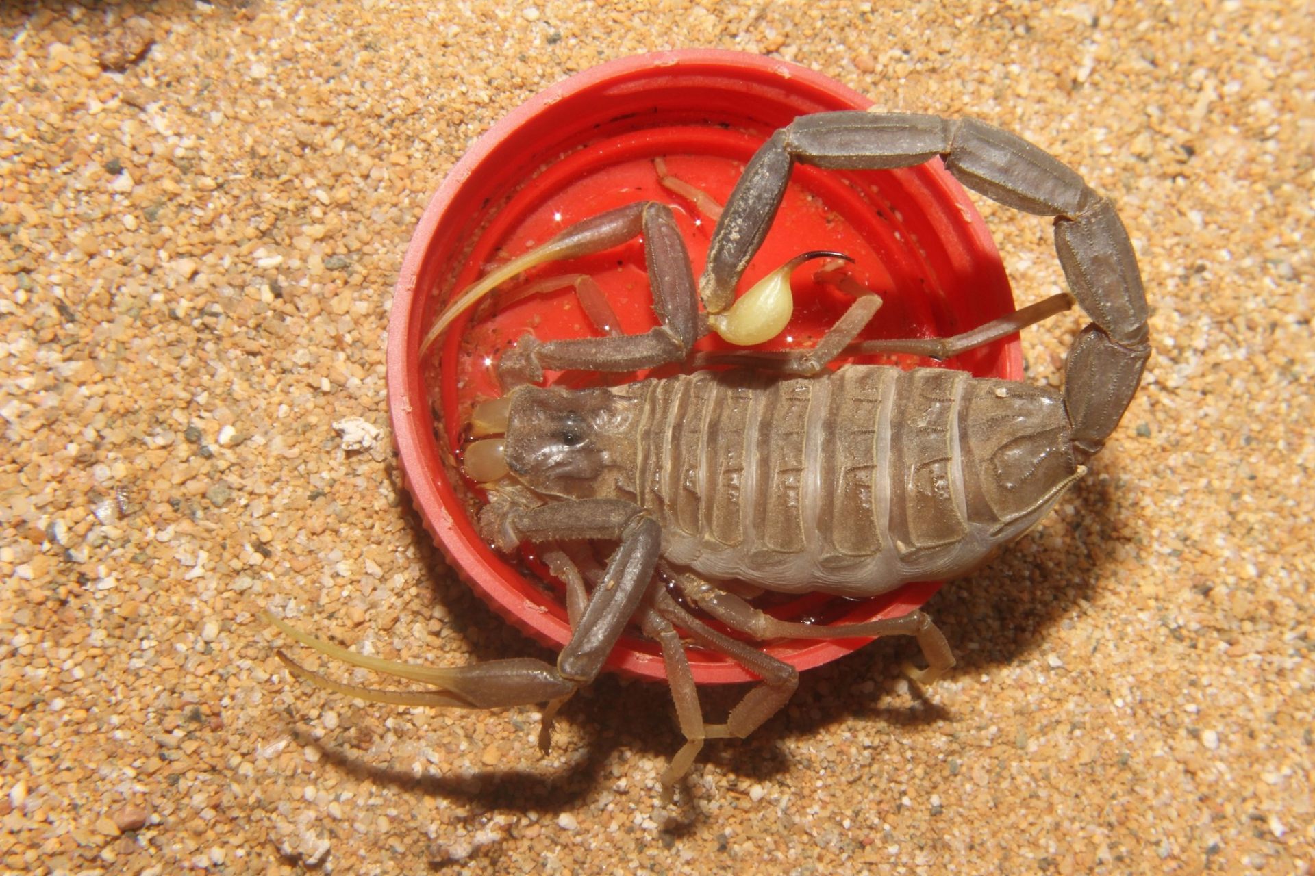 Скорпион Leiurus jordanensis приобрести в Украине редкого домашнего скорпиона