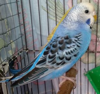 Молоденькие девочки волнистые попугайчики