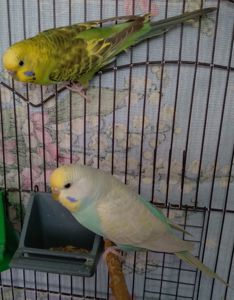 Молоденькие девочки волнистые попугайчики
