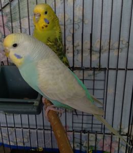 Молоденькие девочки волнистые попугайчики