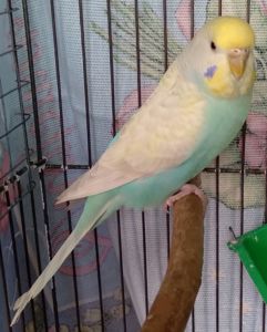 Молоденькие девочки волнистые попугайчики