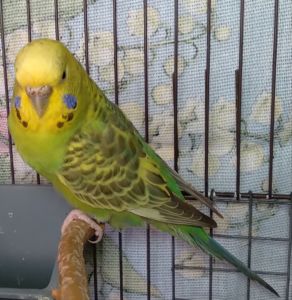 Молоденькие девочки волнистые попугайчики