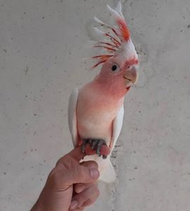 Какаду малыш ручной выкормыш