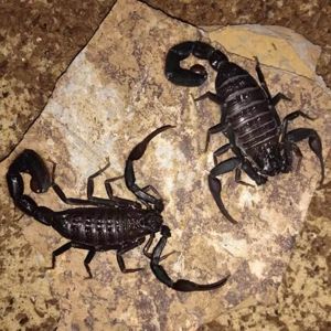 Скорпион Hottentotta gentili приобрести в Украине редкого домашнего скорпиона