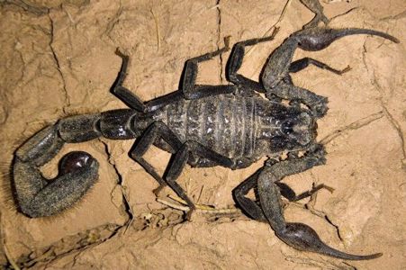 Скорпион Hottentotta gentili приобрести в Украине редкого домашнего скорпиона