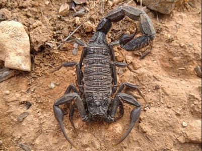 Скорпион Hottentotta gentili приобрести в Украине редкого домашнего скорпиона