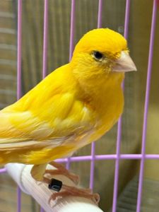 Співочі канарки на голосі, молоді та єнергійні