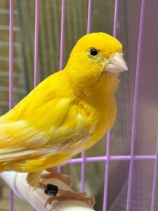 Співочі канарки на голосі, молоді та єнергійні