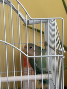 папугайчик