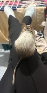 білочка дегу