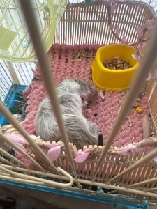 білочка дегу