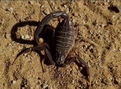 Скорпион Leiurus jordanensis приобрести в Украине редкого домашнего скорпиона