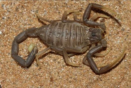 Скорпион Leiurus jordanensis приобрести в Украине редкого домашнего скорпиона