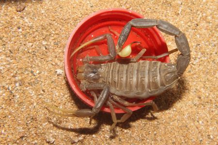 Скорпион Leiurus jordanensis приобрести в Украине редкого домашнего скорпиона