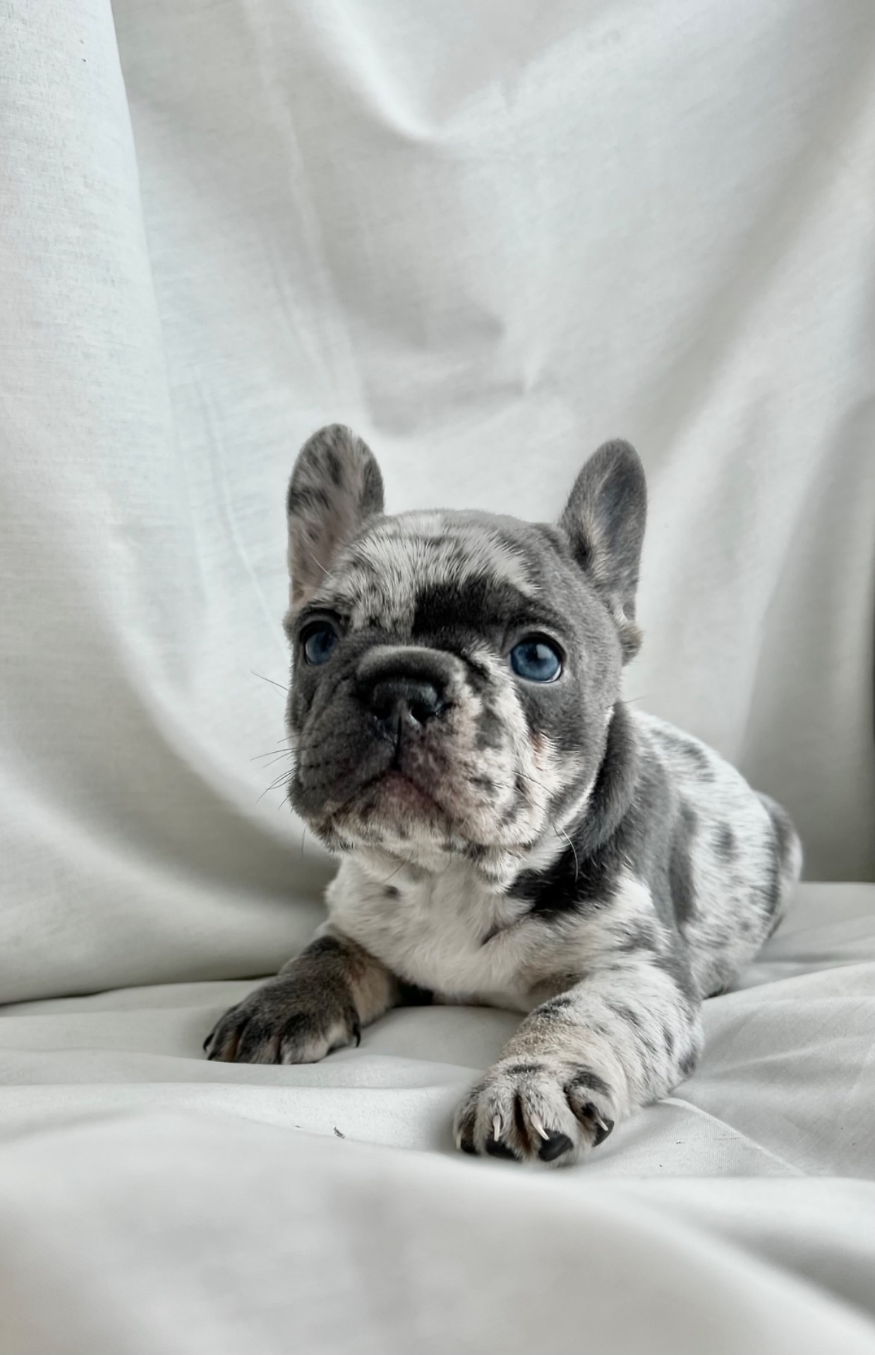 Цуценята французького бульдога